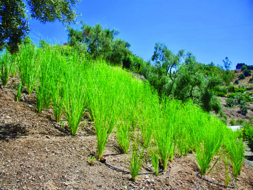 Vetiver Spain